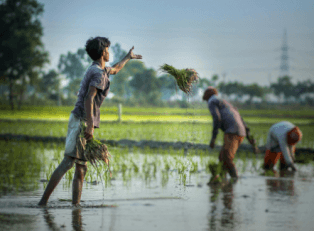 agricultural development